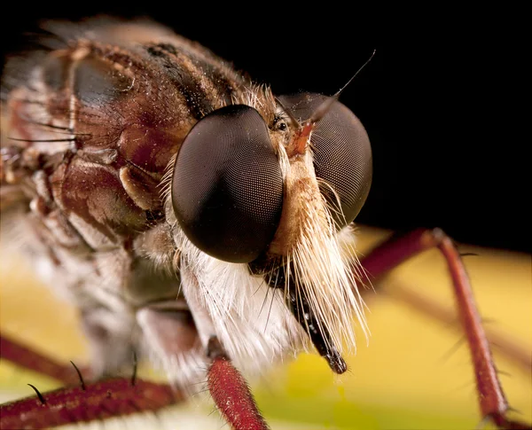 Robberfly — 图库照片