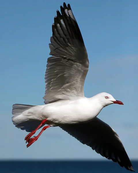 Seagull vlucht — Stockfoto