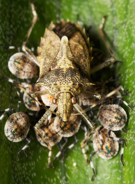 Escudo bug mãe — Fotografia de Stock