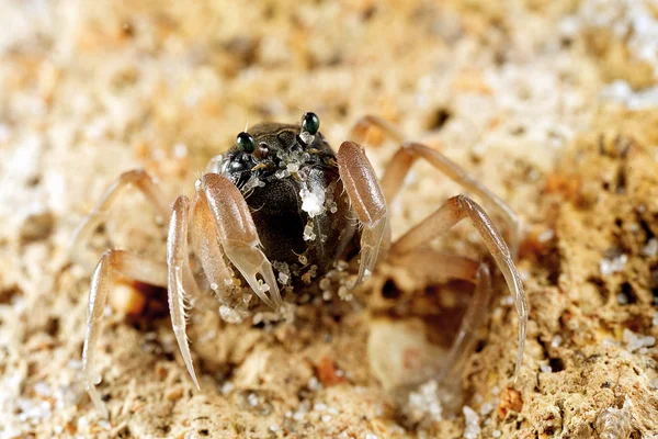 Soldier crab — Stock Photo, Image