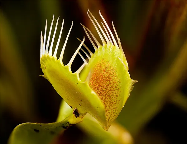 Armadilha de Vénus — Fotografia de Stock