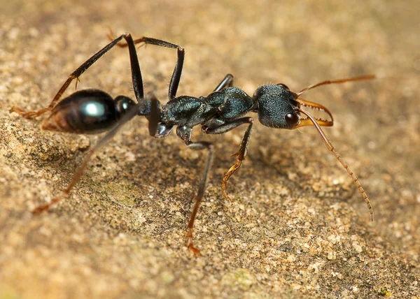 Bull ant — Stock Photo, Image