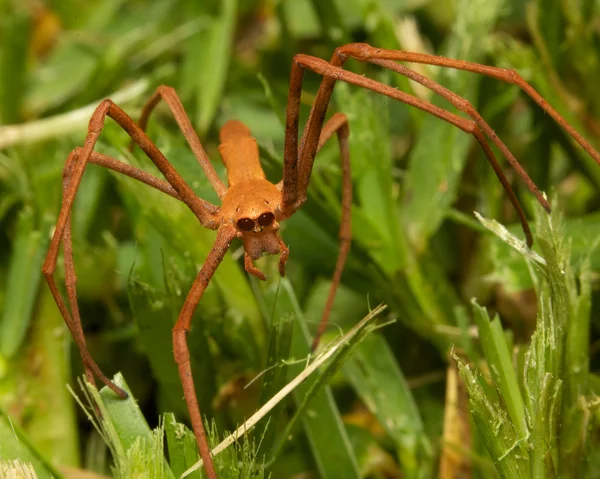 Araignée coulée nette — Photo