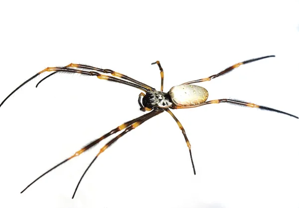Orb örümcek — Stok fotoğraf