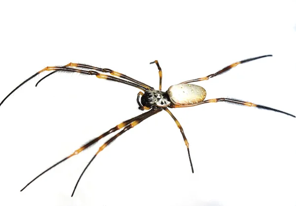 Orbe araignée — Photo