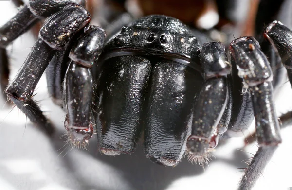 Araña de tela de embudo — Foto de Stock