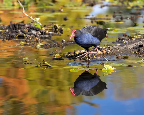 Aves acuáticas — Foto de Stock