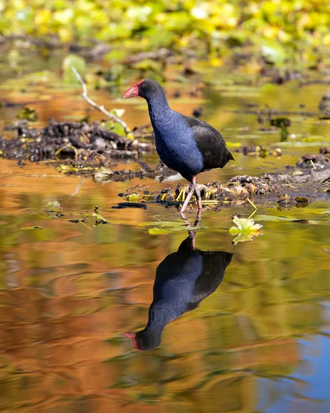 Aves acuáticas — Foto de Stock