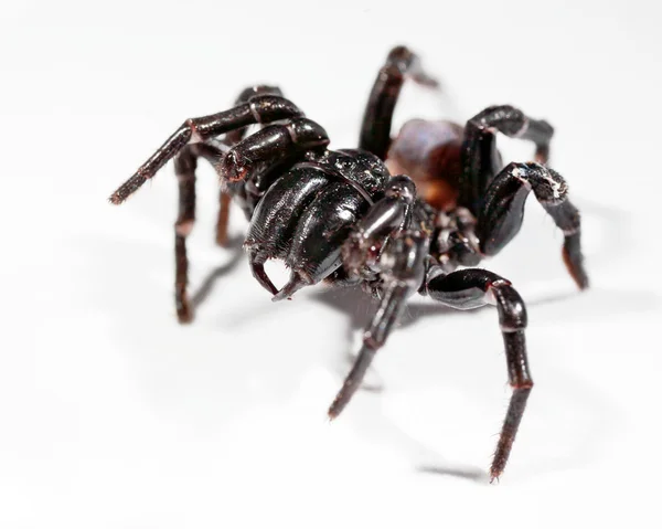 Aranha de teia de funil — Fotografia de Stock