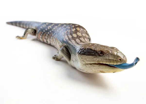 Blue tongued lizard — Stock Photo, Image