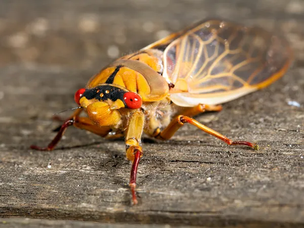 Зелений бакалійника Cicada — стокове фото