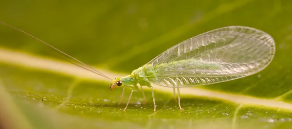 Altın göz lacewing — Stok fotoğraf