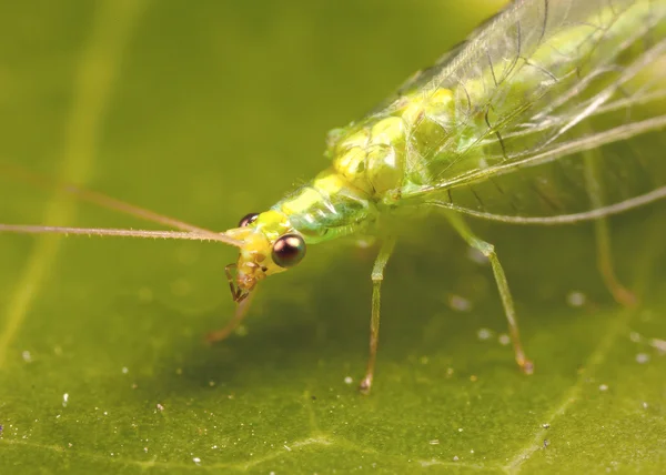 Lacewing — Stock Photo, Image