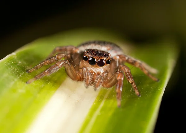 Araña saltarina — Foto de Stock