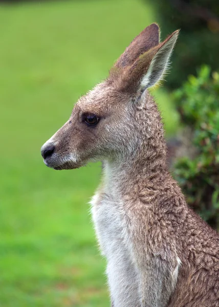 Canguro orientale — Foto Stock