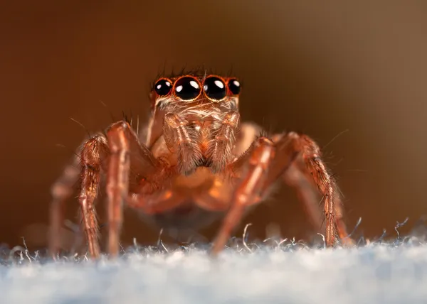 Örümcek kot — Stok fotoğraf