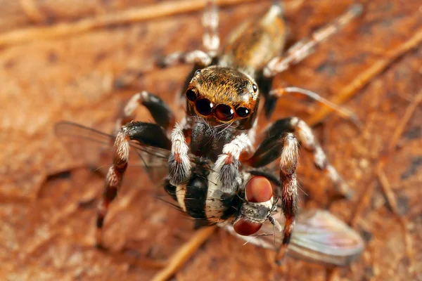 Örümcek ve sinek — Stok fotoğraf