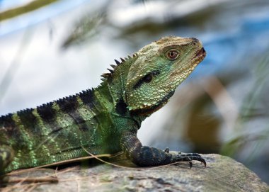 Avustralya su dragon