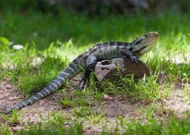 Avustralya su dragon