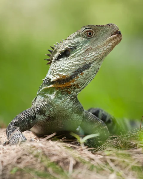 Australische water dragon — Stockfoto