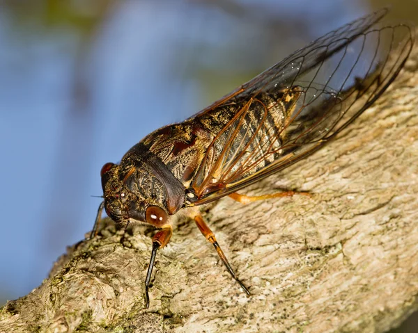 Cicada — Stock fotografie