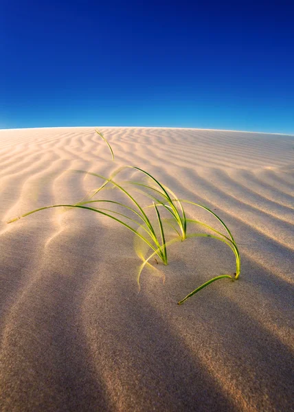 Sand dune growth — Stock Photo, Image