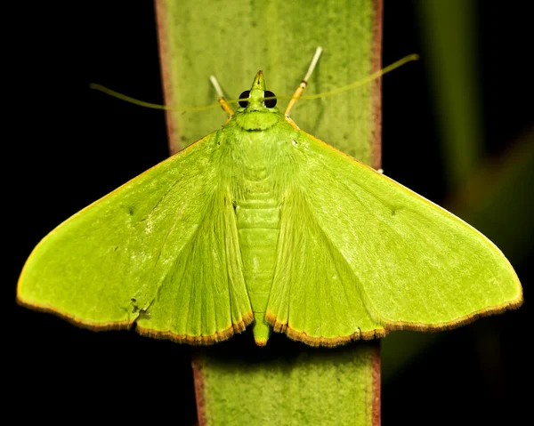 Groene nachtvlinder — Stockfoto