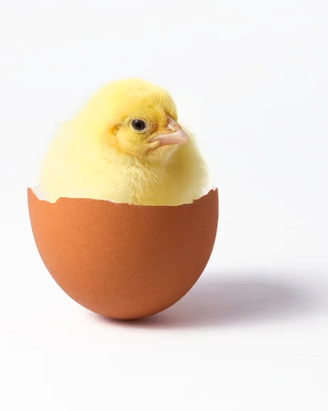 Chick in egg — Stock Photo, Image