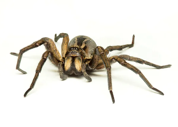 Wolf spider — Stockfoto