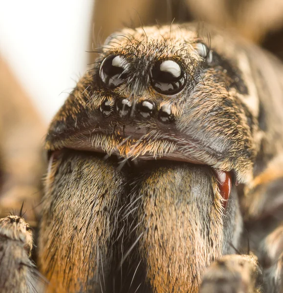 Wolf spider z bliska — Zdjęcie stockowe