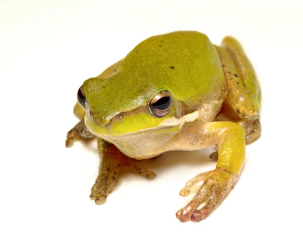 Pygmy kikker op wit — Stockfoto