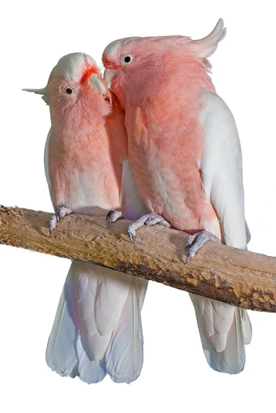 Two major mitchell cockatoos — Stock Photo, Image