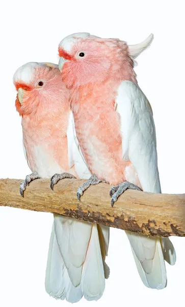 Due grandi cacatua mitchell — Foto Stock