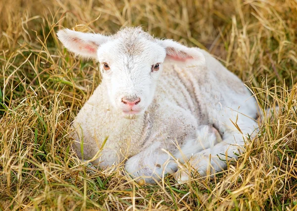 Dag oud lam — Stockfoto