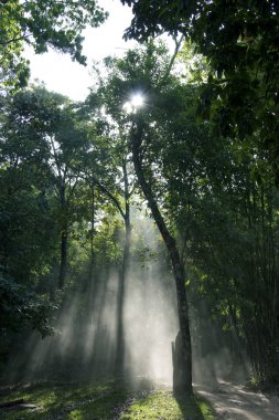Sunbeam Parlatıcı ağaç, çalılık yoluyla