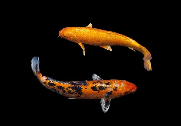 Ikan mas Koi Fancy — Stok Foto