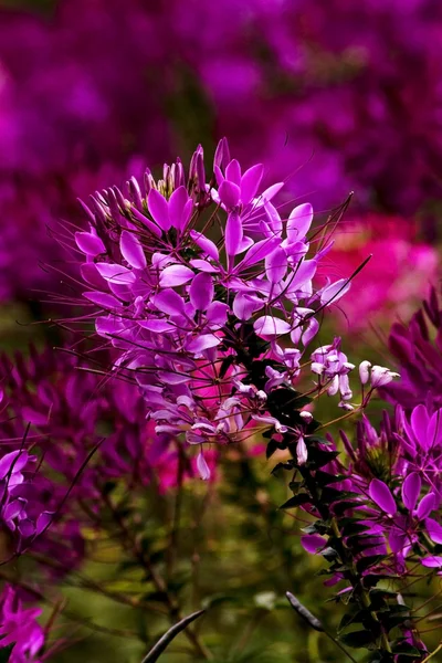 Fiore di ragno — Foto Stock