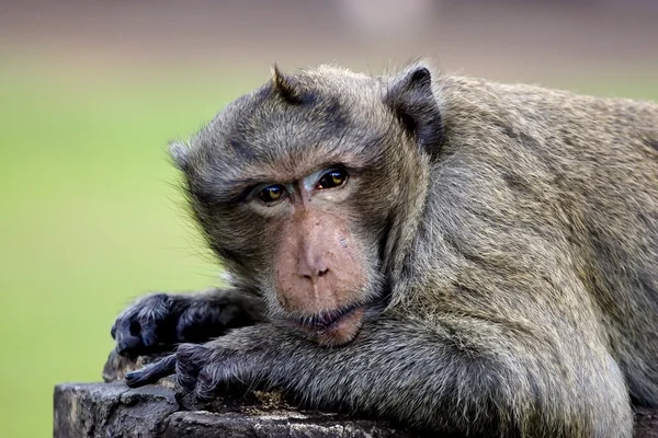 Rhesus maymunu — Stok fotoğraf