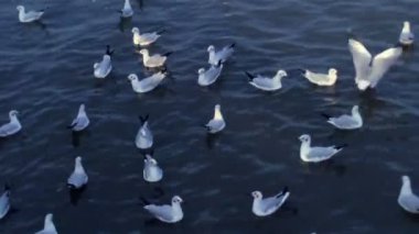 karanlık Indigo denizde martılar aşağı baskın