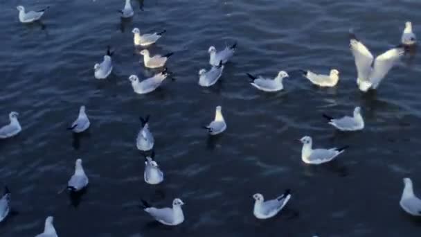 Möwen stürzen sich in dunkles Indigo-Meer — Stockvideo