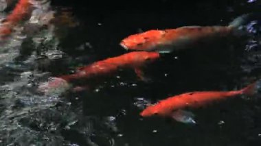 Koi veya Japonya süslü sazan