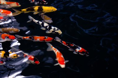 süslü Koi sazan