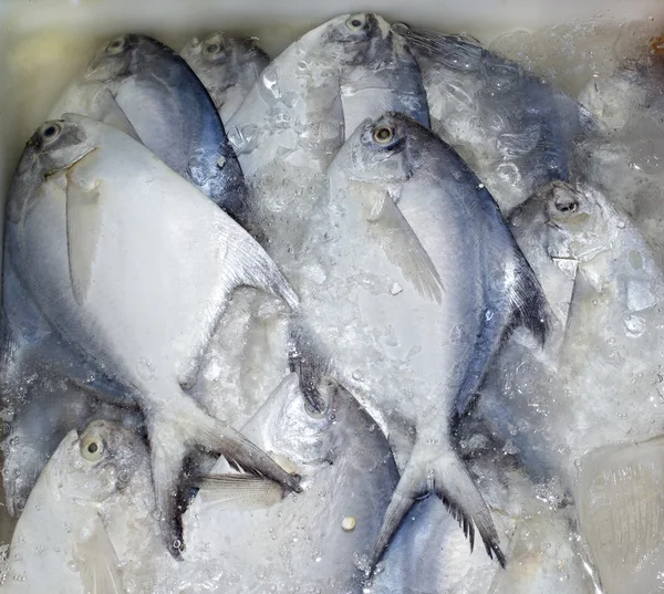 Butterfish del Golfo de Tailandia Imagen De Stock