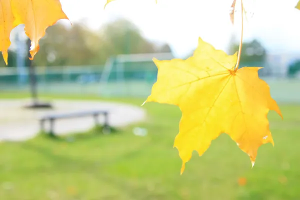 Autumn and you — Stock Photo, Image