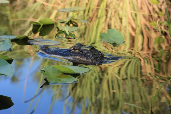 Alligator in Subtropen — Stockfoto