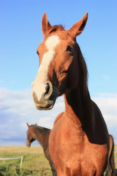 Vackra landskap med hästar — Stockfoto