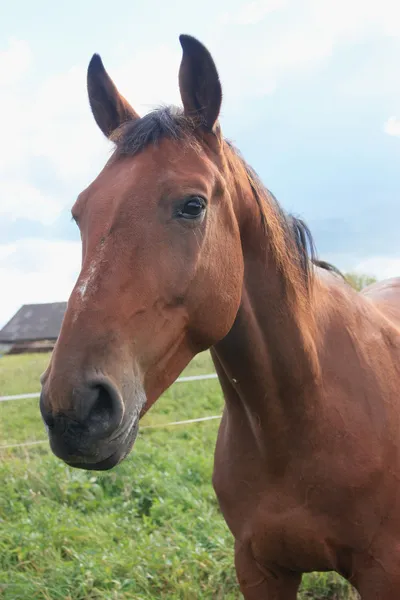 Cavalo da aldeia — Fotografia de Stock