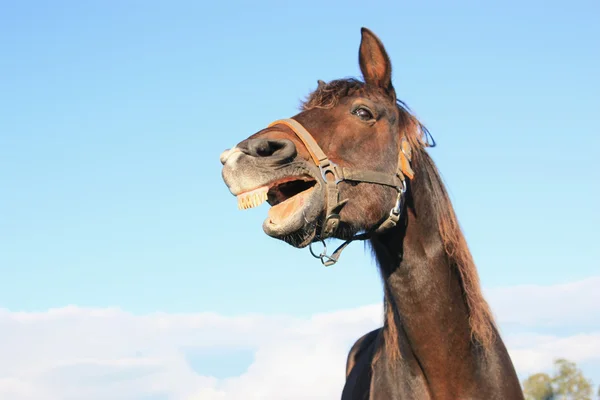 背景の空を持つ馬 ストック写真