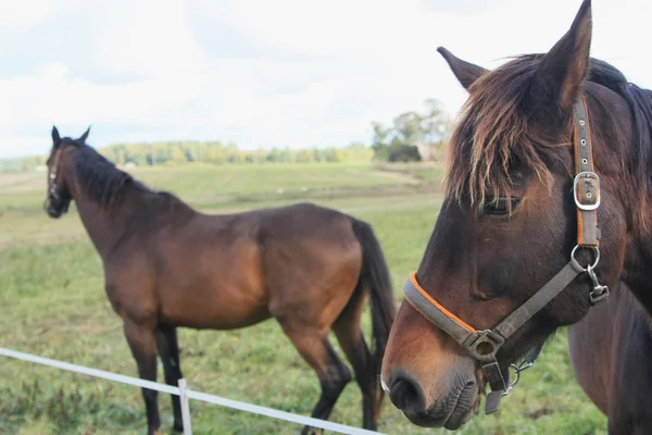 Hästar på ängen — Stockfoto