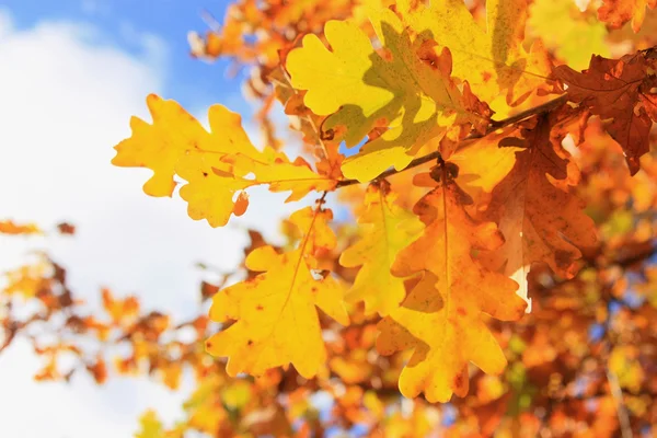 October leaves — Stock Photo, Image
